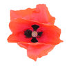 Papaver