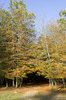 Autumn colour