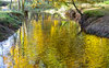 Autumn reflections