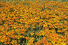 Orange coneflowers