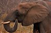 Kruger Park Elephant