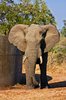 Kruger Park Elephant