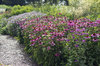 Summer flower border