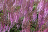 Pink Astilbe flowers
