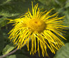 Mop-head flower