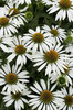 White coneflowers