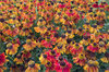 Orange-red flowers