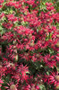 Red Monarda flowers