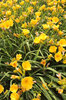 Yellow flowers