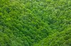 Green Foliage Texture - HDR