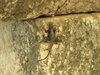 stone
