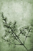 Floral Texture 4