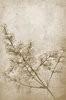 Floral Texture 1