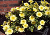 Sun-filled petunias