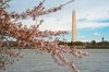 Washington DC Cherry Blossoms