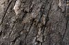 Wood Bark Texture
