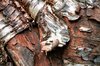 Wood Bark Texture
