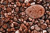Seabed Rocks Texture