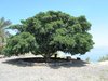 large tree