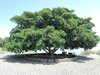 large tree