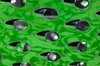 Abstract Cheese Grater Texture
