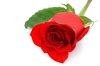 Red Rose Close-up