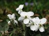 white violets