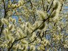 Easter  / Spring