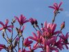 Blushing Magnolia Bush