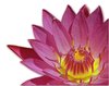 lotus flower