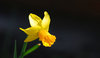 easter flower