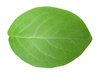 Green leaf