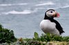 Puffin 2