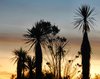 Tree silhouettes