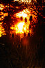 Teasels at dawn