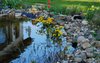 marsh marigolds