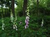 Spring in the Forest