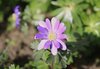 Purple Daisy