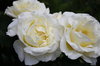 White roses