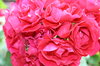red roses