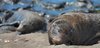 Sealion 2