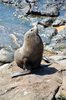 Sealion 1
