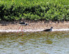 morning waders2