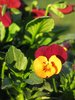pansies time