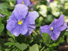 pansies time