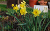 easter flower