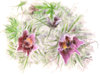 pasque flower