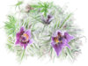 pasque flower