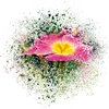 primrose