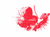 apple-blossom